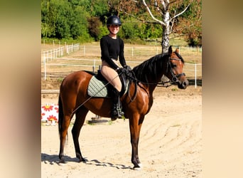 Volbloed Arabier, Merrie, 4 Jaar, 153 cm, Bruin