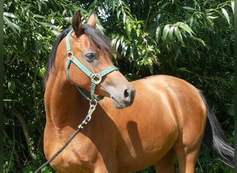 Volbloed Arabier, Merrie, 4 Jaar, 153 cm, Bruin