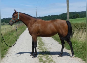 Volbloed Arabier, Merrie, 4 Jaar, 153 cm, Bruin