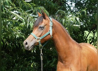 Volbloed Arabier, Merrie, 4 Jaar, 153 cm, Bruin