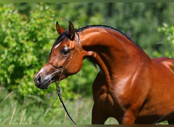 Volbloed Arabier, Merrie, 4 Jaar, 155 cm, Bruin