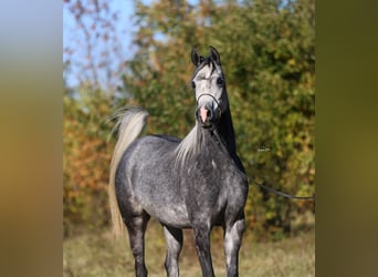 Volbloed Arabier, Merrie, 4 Jaar, 155 cm, Schimmel