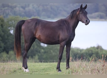 Volbloed Arabier, Merrie, 4 Jaar, 155 cm, Zwart