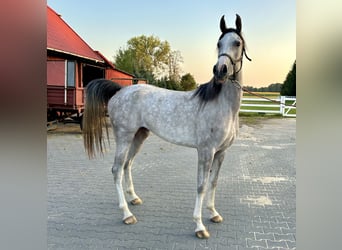 Volbloed Arabier, Merrie, 4 Jaar, 157 cm, Schimmel
