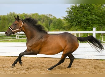 Volbloed Arabier, Merrie, 4 Jaar, 162 cm, Zwartbruin