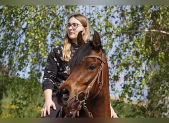 Volbloed Arabier, Merrie, 4 Jaar, Bruin