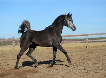 Volbloed Arabier, Merrie, 4 Jaar, Schimmel