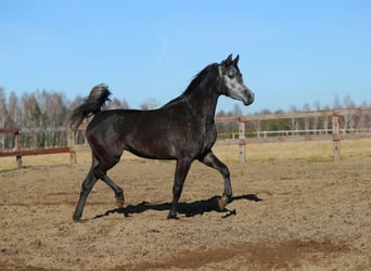 Volbloed Arabier, Merrie, 4 Jaar, Schimmel