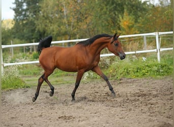 Volbloed Arabier, Merrie, 5 Jaar, 150 cm, Donkerbruin