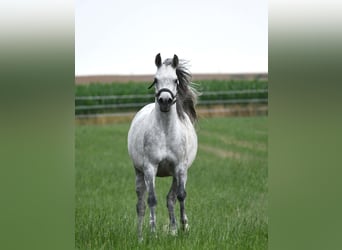 Volbloed Arabier, Merrie, 5 Jaar, 150 cm, Schimmel