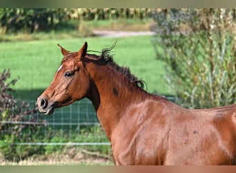 Volbloed Arabier, Merrie, 5 Jaar, 151 cm, Vos
