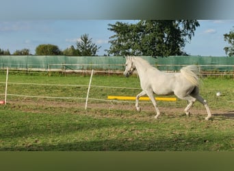 Volbloed Arabier, Merrie, 5 Jaar, 152 cm, Schimmel