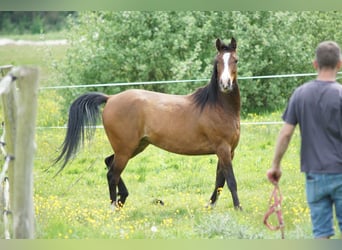 Volbloed Arabier, Merrie, 5 Jaar, 154 cm, Roodbruin