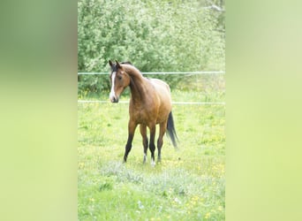 Volbloed Arabier, Merrie, 5 Jaar, 154 cm, Roodbruin