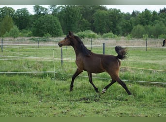 Volbloed Arabier, Merrie, 5 Jaar, 154 cm, Roodbruin