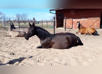 Volbloed Arabier, Merrie, 5 Jaar, 154 cm, Roodbruin