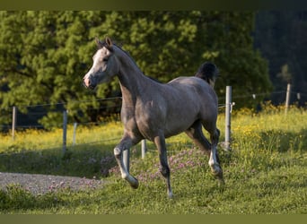 Volbloed Arabier, Merrie, 5 Jaar, 154 cm, Schimmel