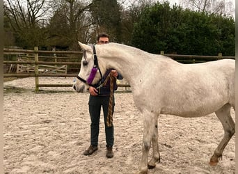 Volbloed Arabier, Merrie, 5 Jaar, 154 cm, Schimmel