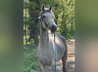 Volbloed Arabier, Merrie, 5 Jaar, 155 cm, Blauwschimmel