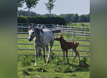 Volbloed Arabier, Merrie, 5 Jaar, 155 cm, Blauwschimmel