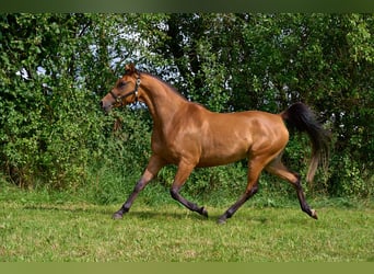 Volbloed Arabier, Merrie, 5 Jaar, 155 cm, Bruin
