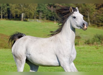 Volbloed Arabier, Merrie, 5 Jaar, 155 cm, Schimmel