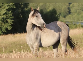 Volbloed Arabier, Merrie, 5 Jaar, 155 cm, Schimmel