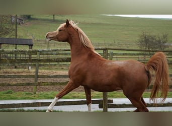 Volbloed Arabier, Merrie, 5 Jaar, 155 cm, Vos