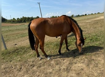 Volbloed Arabier, Merrie, 5 Jaar, 157 cm, Roodbruin