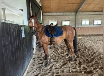 Volbloed Arabier, Merrie, 5 Jaar, 157 cm, Roodbruin