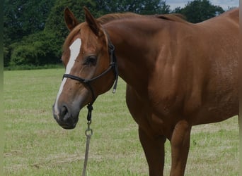 Volbloed Arabier, Merrie, 5 Jaar, 157 cm, Vos