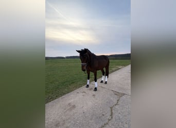 Volbloed Arabier, Merrie, 5 Jaar, 160 cm, Bruin