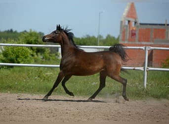 Volbloed Arabier, Merrie, 6 Jaar, 150 cm, Donkerbruin