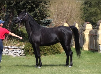 Volbloed Arabier, Merrie, 6 Jaar, 150 cm, Zwart