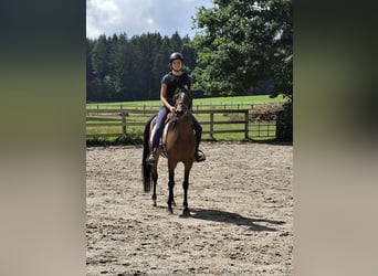 Volbloed Arabier, Merrie, 6 Jaar, 152 cm, Bruin