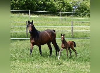 Volbloed Arabier, Merrie, 6 Jaar, 152 cm, Donkerbruin