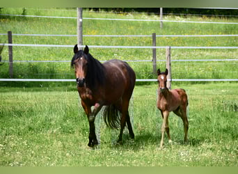 Volbloed Arabier, Merrie, 6 Jaar, 152 cm, Donkerbruin