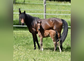 Volbloed Arabier, Merrie, 6 Jaar, 152 cm, Donkerbruin