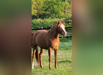 Volbloed Arabier, Merrie, 6 Jaar, 152 cm, Vos