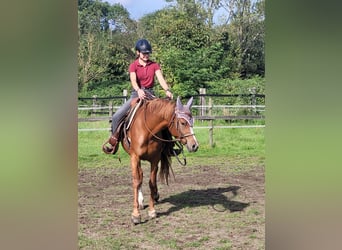 Volbloed Arabier, Merrie, 6 Jaar, 152 cm, Vos