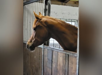 Volbloed Arabier, Merrie, 6 Jaar, 152 cm, Vos
