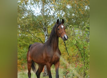 Volbloed Arabier, Merrie, 6 Jaar, 153 cm, Bruin