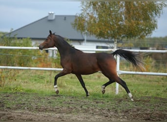 Volbloed Arabier, Merrie, 6 Jaar, 153 cm, Bruin