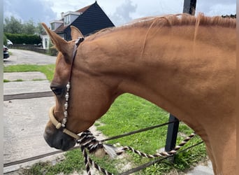 Volbloed Arabier, Merrie, 6 Jaar, 153 cm, Roodvos