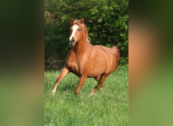 Volbloed Arabier, Merrie, 6 Jaar, 154 cm, Vos