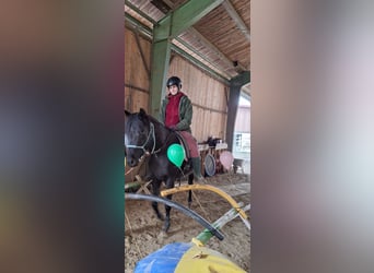 Volbloed Arabier, Merrie, 6 Jaar, 154 cm, Zwart
