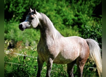 Volbloed Arabier, Merrie, 6 Jaar, 155 cm, Schimmel