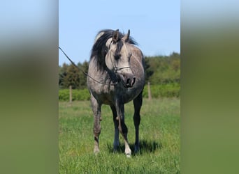 Volbloed Arabier, Merrie, 6 Jaar, 155 cm, Schimmel