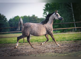 Volbloed Arabier, Merrie, 6 Jaar, 155 cm, Schimmel