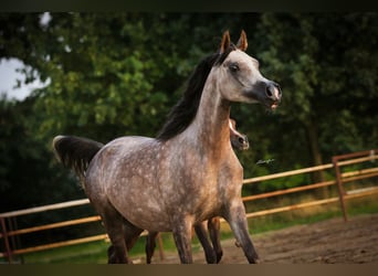 Volbloed Arabier, Merrie, 6 Jaar, 155 cm, Schimmel